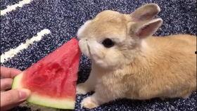 兔兔吃瓜娱乐新浪博客,新浪博客带你领略娱乐新风尚